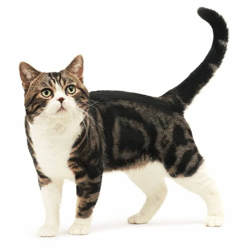 Tips For Treating Skin Issues In American Wirehair Cats