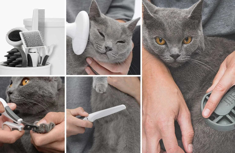 Tools Needed For Grooming Your American Wirehair Cat