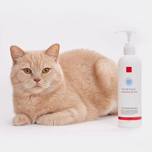 Top 5 Shampoos For American Wirehair Cats
