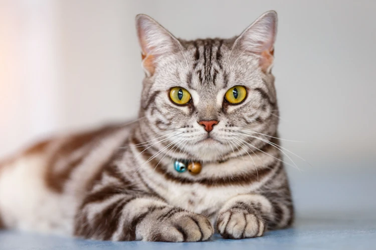 Training Your American Shorthair Cat'S Temperament