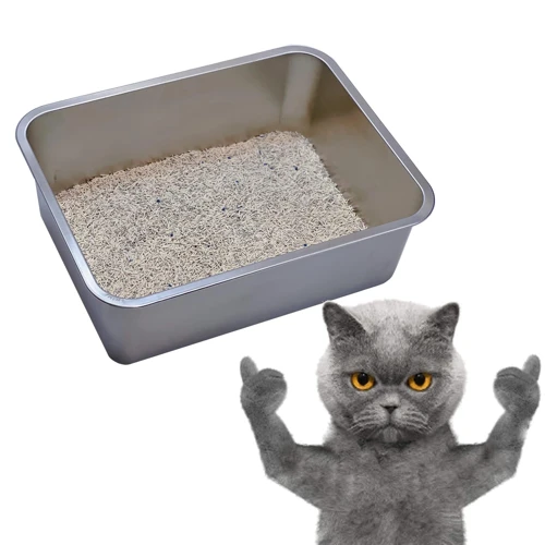 Transitioning Your American Wirehair To The New Litter Box