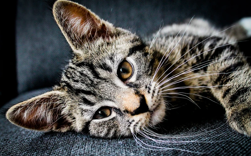 Treating Allergies In American Shorthair Cats