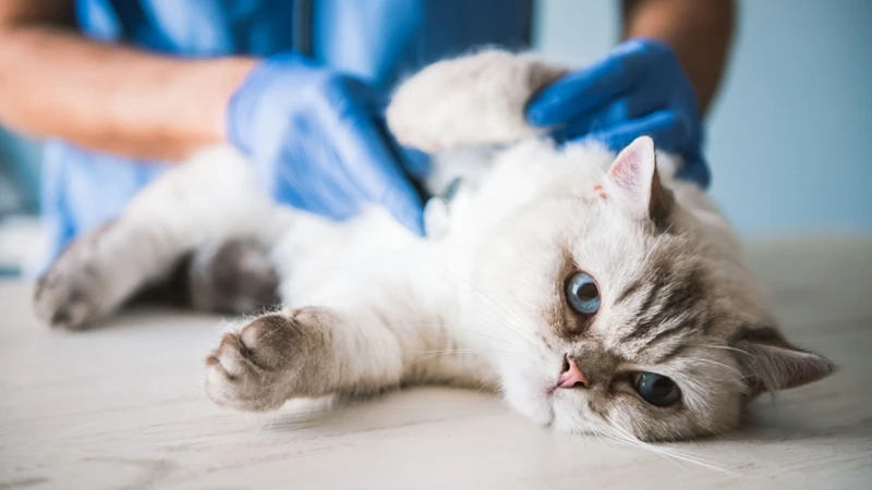 Treatments For Feline Lower Urinary Tract Disease