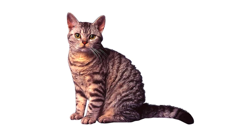 Types Of Skin Issues In American Wirehair Cats