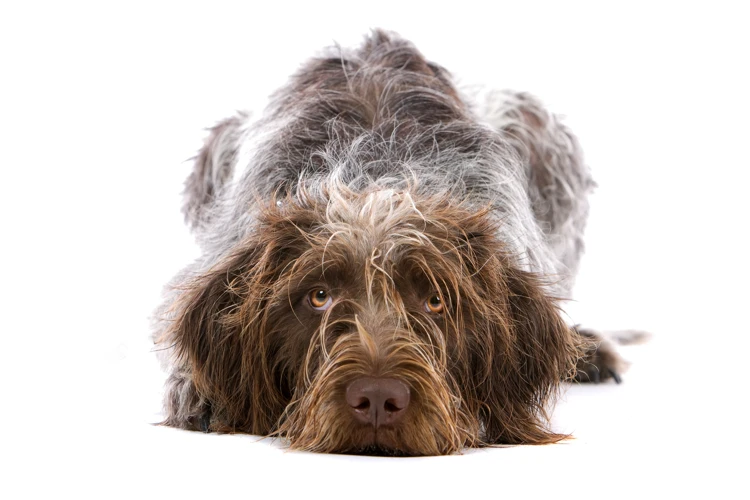 Understanding Separation Anxiety In American Wirehairs