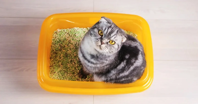 Understanding Urinary Tract Issues In American Shorthair Cats