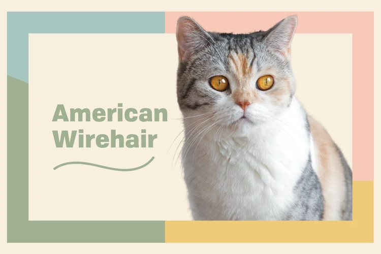 Understanding Your American Wirehair'S Skin And Coat