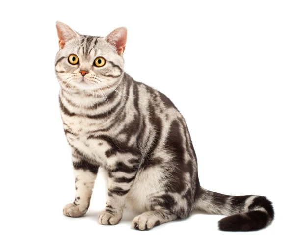 Vaccine Schedule For American Shorthair Cats