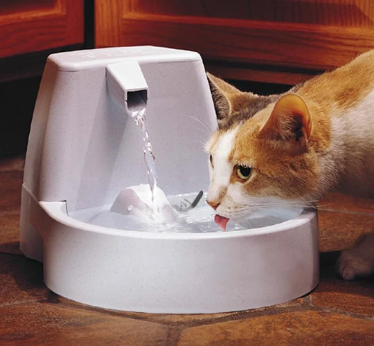 Ways To Encourage Your American Wirehair To Drink More Water