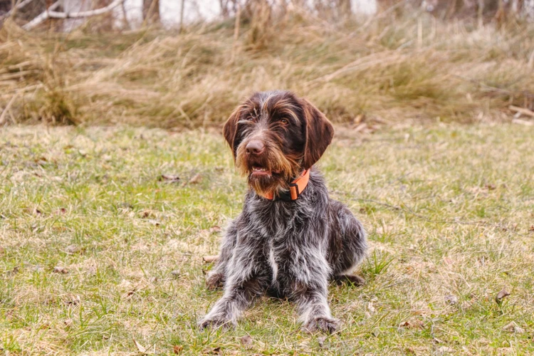What Is Separation Anxiety In American Wirehairs?