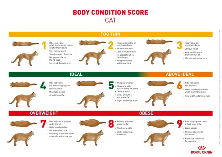What Is The Body Condition Score?