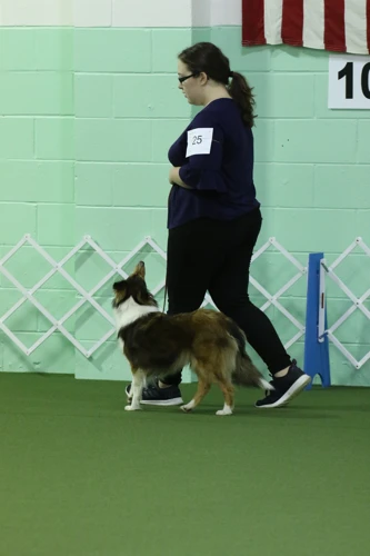 What To Look For In An Obedience Trainer?