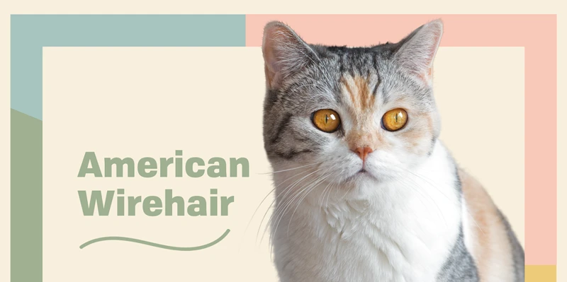 What To Look For When Cleaning The Ears Of Your American Wirehair