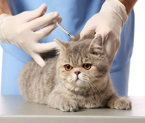 When Should Wirehair Kittens Be Vaccinated And Dewormed?