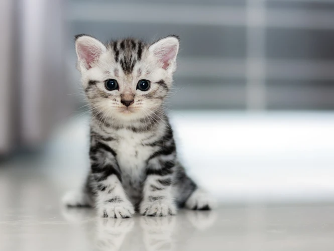 When Should You Begin Socializing Your American Shorthair Kitten?