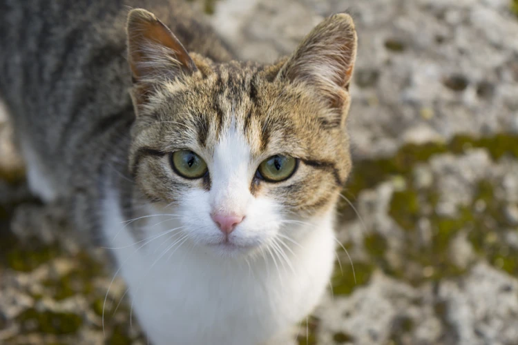 When Should You Get Your American Wirehair Genetically Tested?