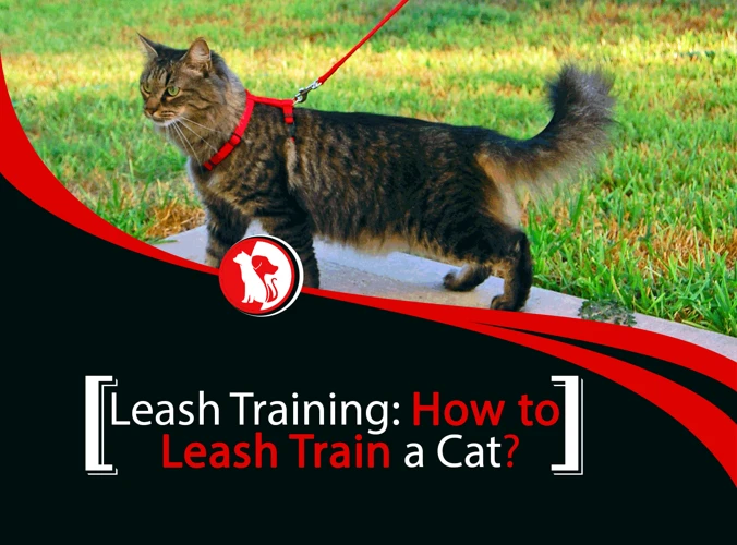 When To Start Leash Training Your American Wirehair Kitten