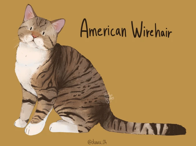 When To Take Your American Wirehair Cat To A Professional