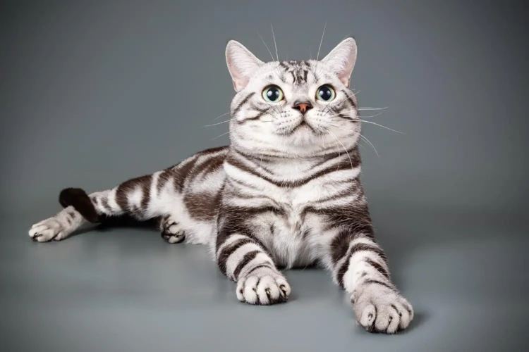 Why Are American Shorthair Cats So Calm And Laid-Back?