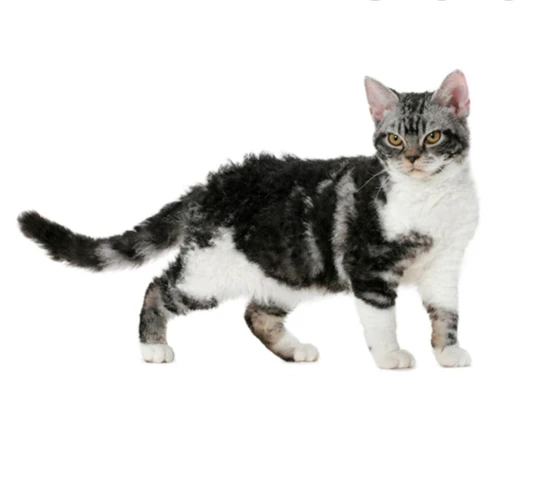 Why Are American Wirehair Cats Prone To Ear Infections?