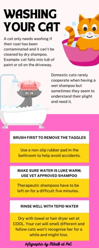 Why Bathing Can Be Stressful For Cats