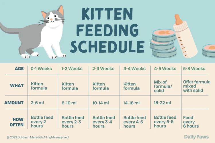 Why Change Your Cat'S Feeding Schedule?