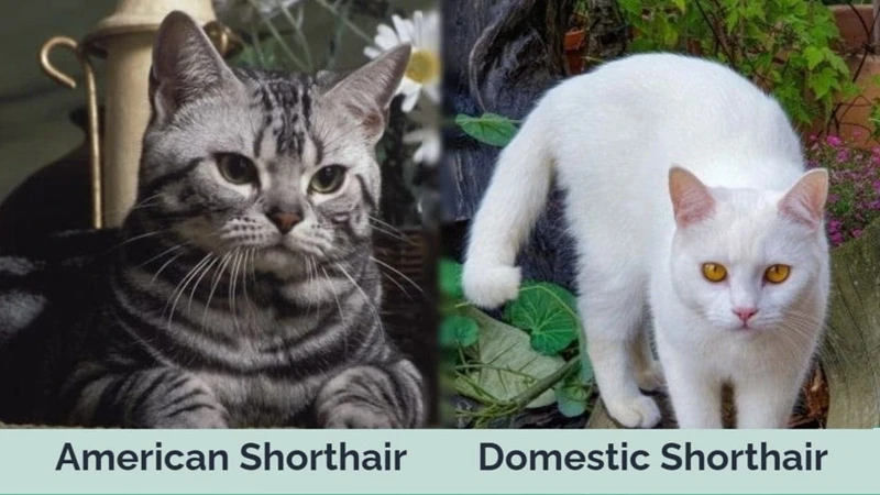 Why Do American Shorthairs Scratch?