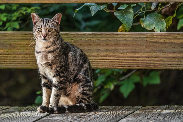 Why Do American Shorthairs Scratch Furniture?