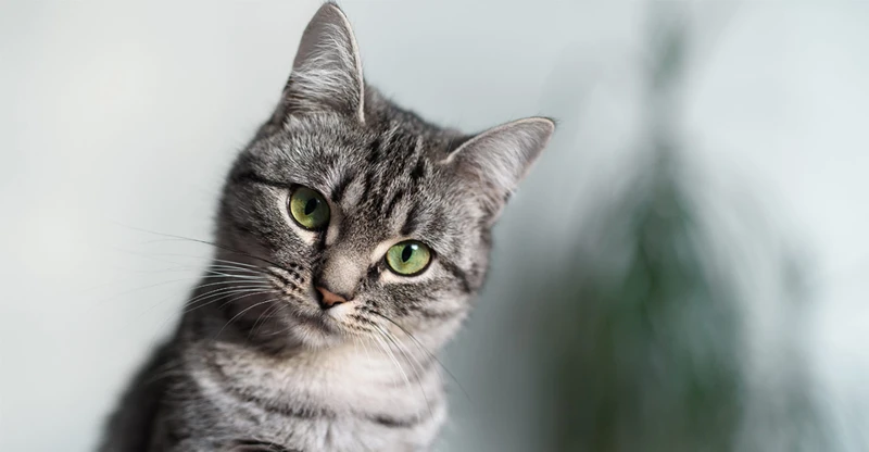 Why Do American Shorthairs Shed?