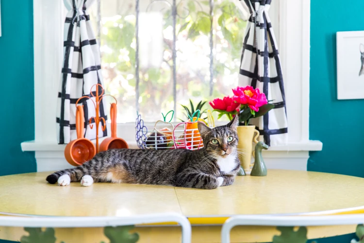 Why Do Cats Jump On Countertops And Tables?