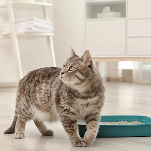 Why It'S So Important To Keep Your Cat'S Litter Box Clean