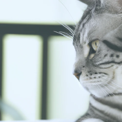 Why Reducing Stress Is Important For Your American Wirehair