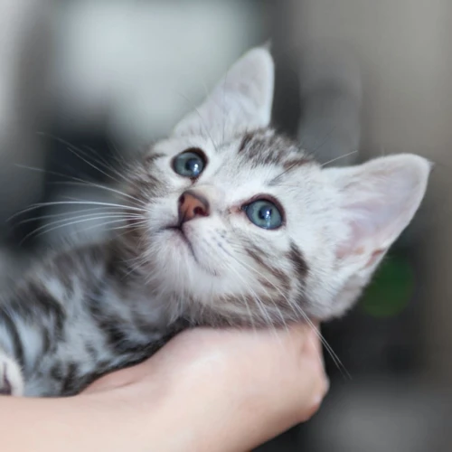 Why Vaccines Are Important For American Shorthair Cats