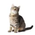 Recognizing and Managing Allergies in American Shorthair Cats