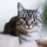 Tips for Bathing Your American Shorthair