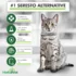 Addressing Unwanted Behaviors in California Spangled Cats: A Guide to Training