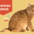 The Affectionate Behavior of American Bobtail Cats