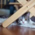 Get Moving: Incorporating Playtime into Your American Wirehair’s Exercise Routine