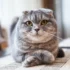 Choosing the Best Litter Box for Your American Shorthair