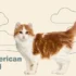 Identifying Signs and Symptoms of Obesity in American Bobtail Cats