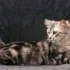 The Origin and Evolution of American Bobtail Cats