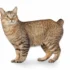 Everything you need to know about obesity in American Bobtail cats