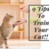 Preventing Your American Shorthair From Scratching Furniture