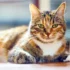 Why Regular Vet Check-ups are Important for American Shorthair Cats