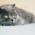 Distinct Physical Features of American Shorthair