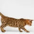 Pedigree Charts for Breeding California Spangled Cats