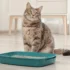 Tips on Introducing Your American Shorthair to a New Furry Friend
