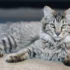 The Link Between Body Shape and Health in American Bobtails