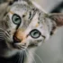 Understanding Your American Shorthair Kitten’s Developmental Stages