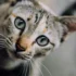 Positive Reinforcement Training for American Shorthairs: How It Can Benefit Your Feline Friend